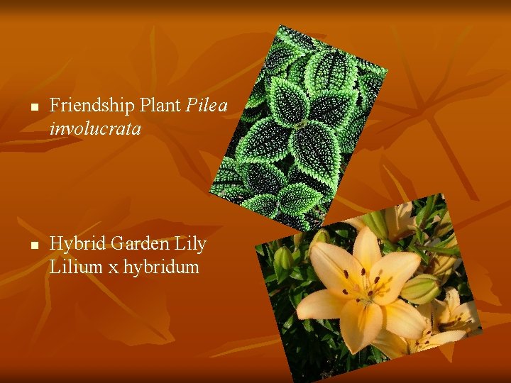 n n Friendship Plant Pilea involucrata Hybrid Garden Lily Lilium x hybridum 