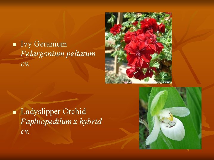 n n Ivy Geranium Pelargonium peltatum cv. Ladyslipper Orchid Paphiopedilum x hybrid cv. 