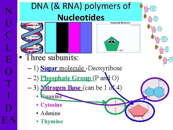 dna replication practical ch 12 page 286 1