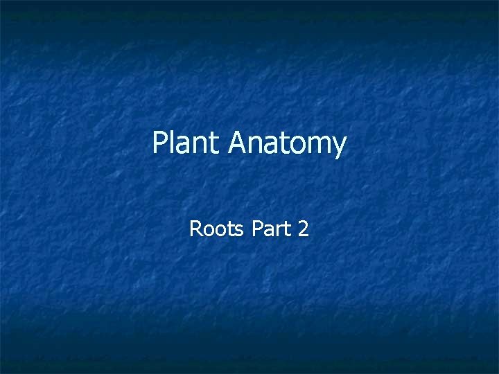 Plant Anatomy Roots Part 2 