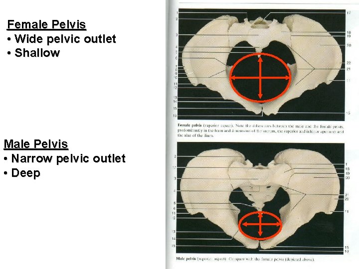 Female Pelvis • Wide pelvic outlet • Shallow Male Pelvis • Narrow pelvic outlet