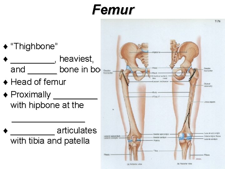 Femur ¨ “Thighbone” ¨ _____, heaviest, and ______ bone in body ¨ Head of