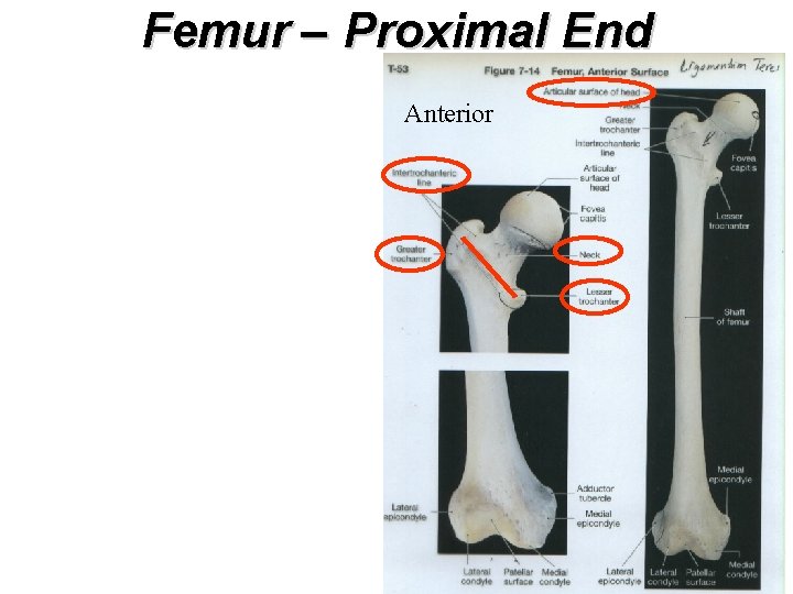 Femur – Proximal End Anterior 