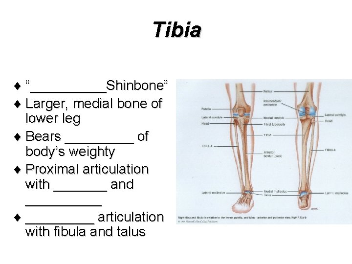 Tibia ¨ “_____Shinbone” ¨ Larger, medial bone of lower leg ¨ Bears _____ of