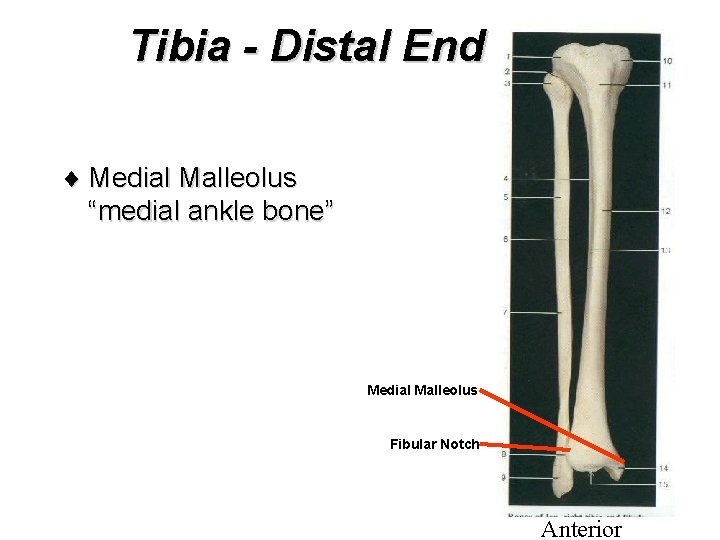 Tibia - Distal End ¨ Medial Malleolus “medial ankle bone” Medial Malleolus Fibular Notch