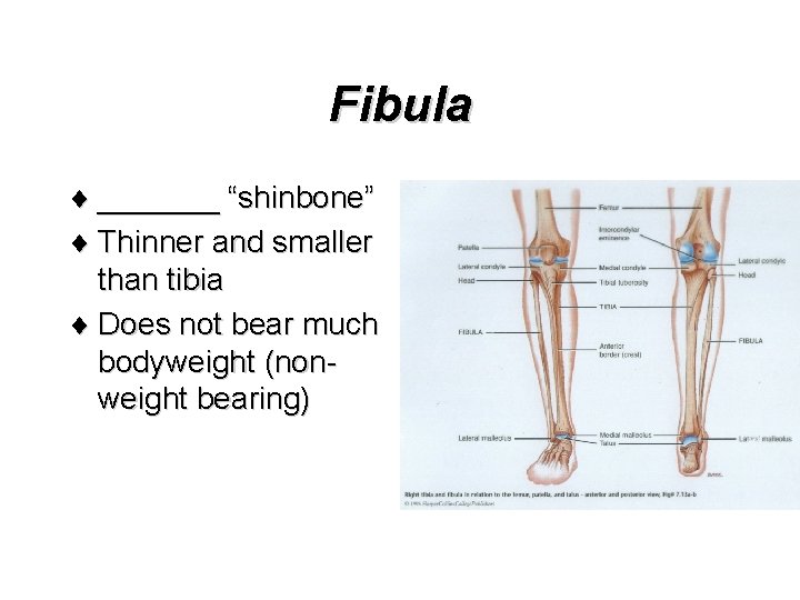 Fibula ¨ _______ “shinbone” ¨ Thinner and smaller than tibia ¨ Does not bear
