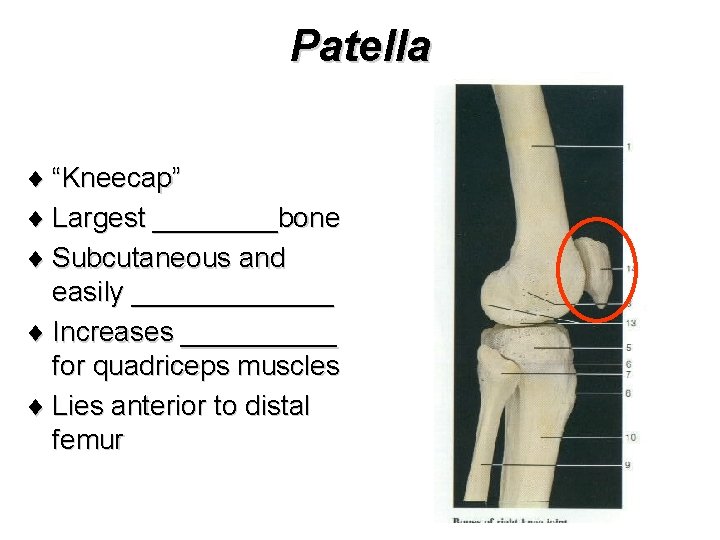 Patella ¨ “Kneecap” ¨ Largest ____bone ¨ Subcutaneous and easily _______ ¨ Increases _____