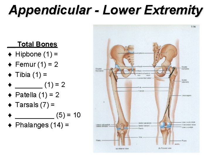 Appendicular - Lower Extremity __ Total Bones ¨ Hipbone (1) = ¨ Femur (1)