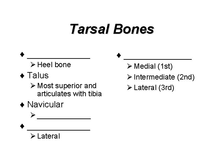 Tarsal Bones ¨ _______ Ø Heel bone ¨ Talus Ø Most superior and articulates