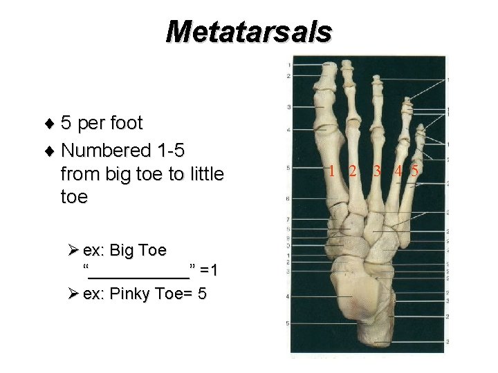 Metatarsals ¨ 5 per foot ¨ Numbered 1 -5 from big toe to little