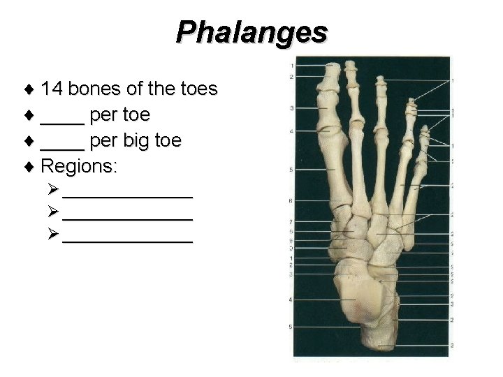 Phalanges ¨ 14 bones of the toes ¨ ____ per toe ¨ ____ per