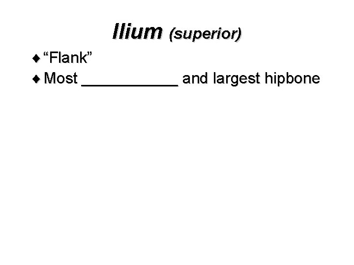 Ilium (superior) ¨ “Flank” ¨ Most ______ and largest hipbone 