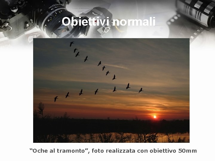 Obiettivi normali “Oche al tramonto”, foto realizzata con obiettivo 50 mm 