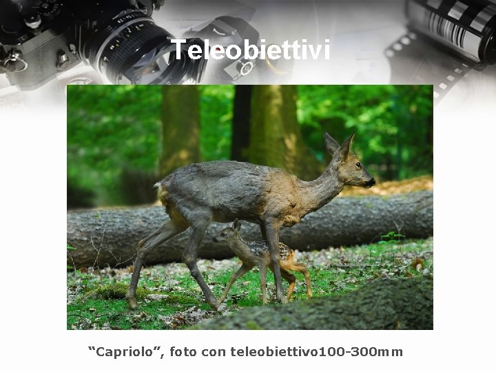 Teleobiettivi “Capriolo”, foto con teleobiettivo 100 -300 mm 