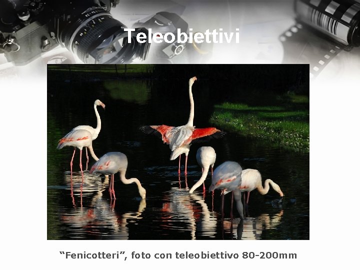 Teleobiettivi “Fenicotteri”, foto con teleobiettivo 80 -200 mm 