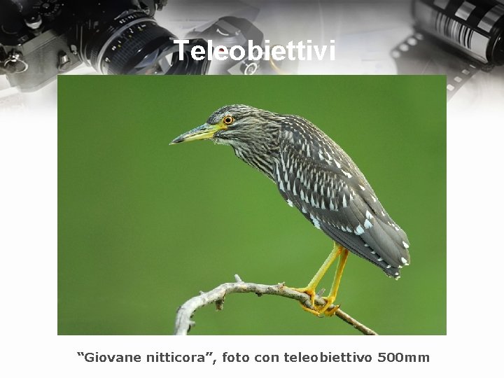 Teleobiettivi “Giovane nitticora”, foto con teleobiettivo 500 mm 