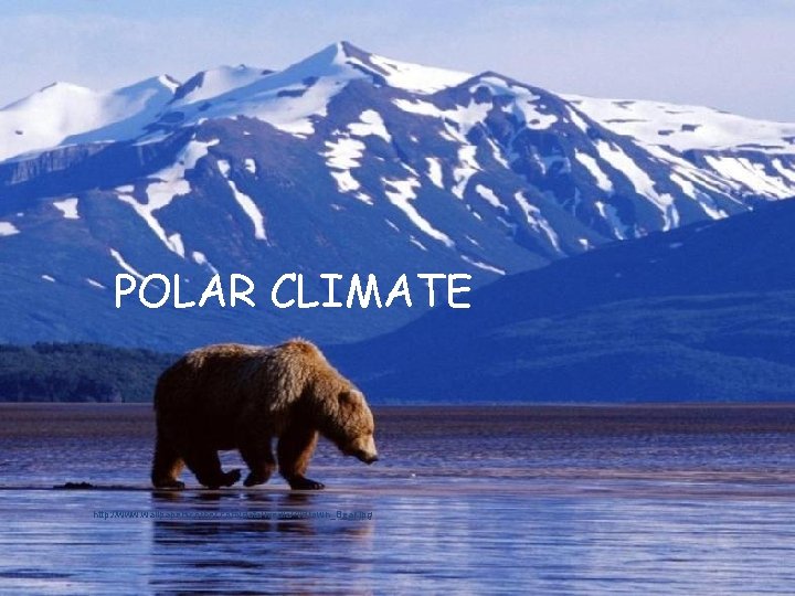POLAR CLIMATE http: //www. wallpaperscorner. com/data/media/4/Brown_Bear. jpg 
