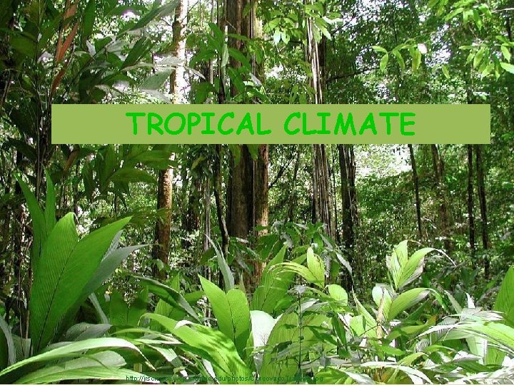 TROPICAL CLIMATE http: //jrscience. wcp. muohio. edu/photos/Corcovado. Trail 00 D. jpg 