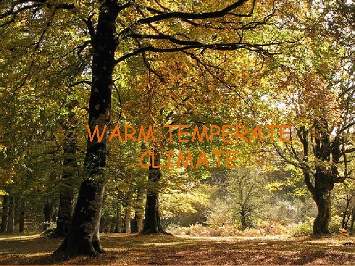 WARM TEMPERATE CLIMATE WARM TEMPERATE CLIMATE