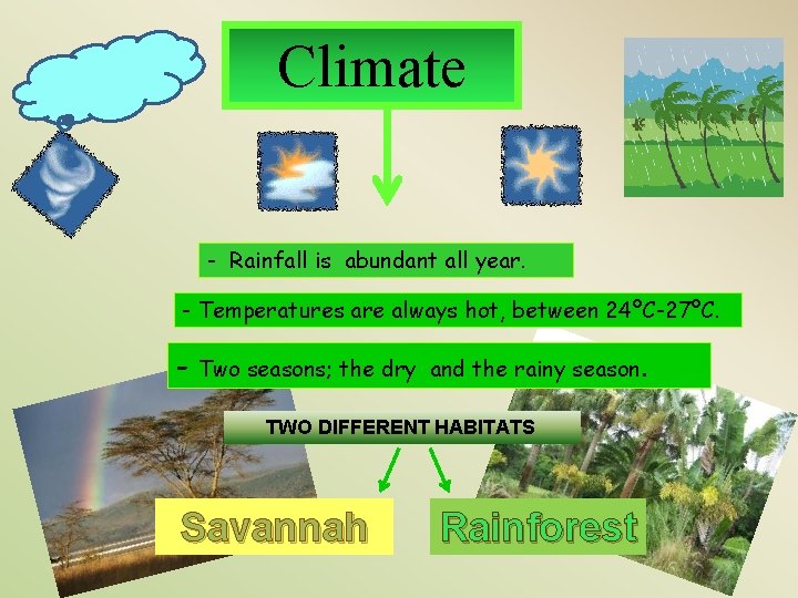 Climate - Rainfall is abundant all year. - Temperatures are always hot, between 24ºC-27ºC. Climate - Rainfall is abundant all year. - Temperatures are always hot, between 24ºC-27ºC.