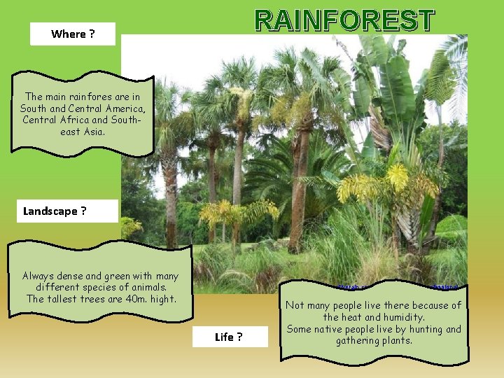 RAINFOREST Where ? The main rainfores are in South and Central America, Central Africa