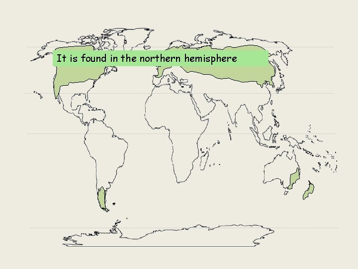 It is found in the northern hemisphere 