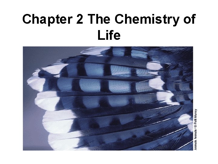 Chapter 2 The Chemistry of Life 