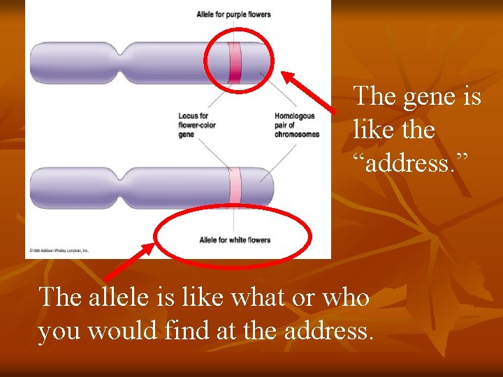 The gene is like the “address. ” The allele is like what or who