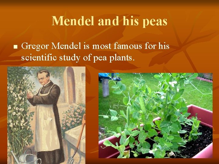 Mendel and his peas n Gregor Mendel is most famous for his scientific study