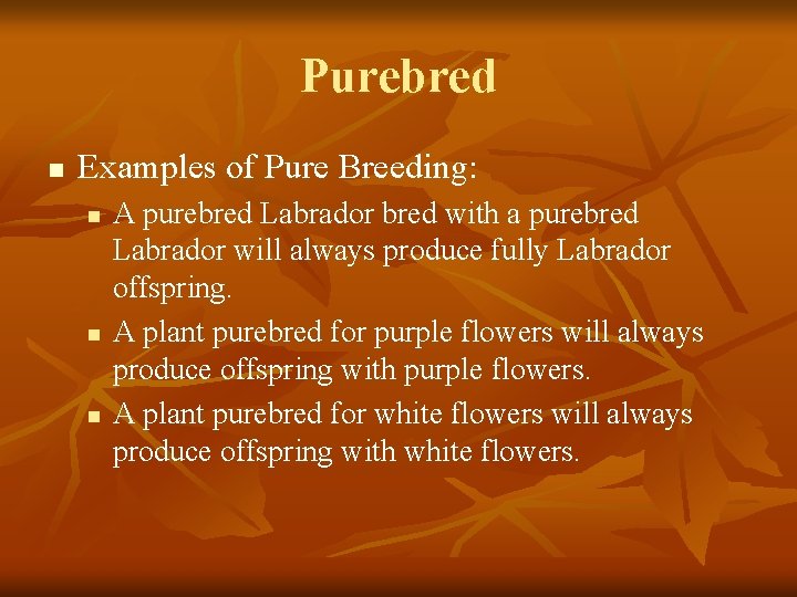 Purebred n Examples of Pure Breeding: n n n A purebred Labrador bred with
