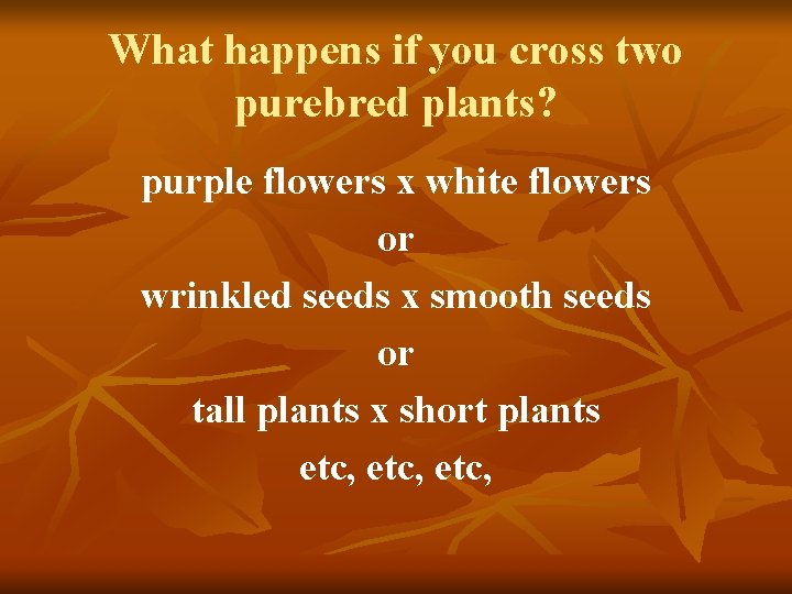 What happens if you cross two purebred plants? purple flowers x white flowers or