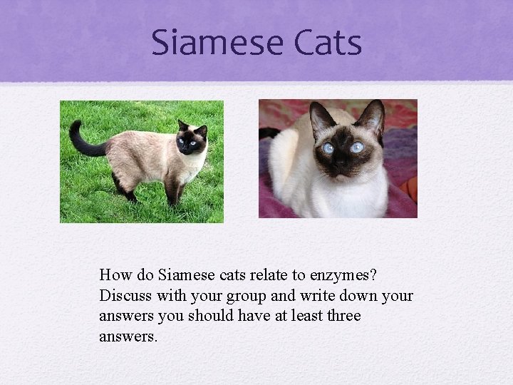 Siamese Cats How do Siamese cats relate to enzymes? Discuss with your group and