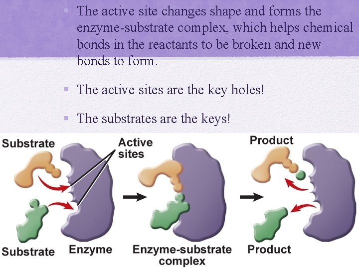  The active site changes shape and forms the enzyme-substrate complex, which helps chemical