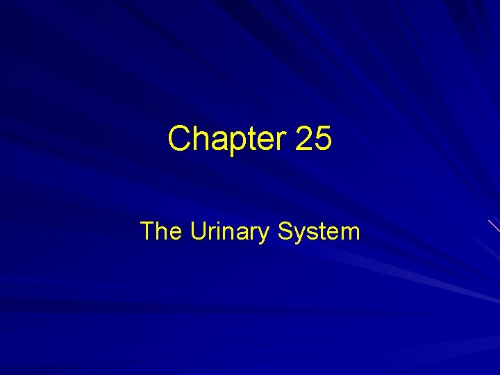 Chapter 25 The Urinary System 