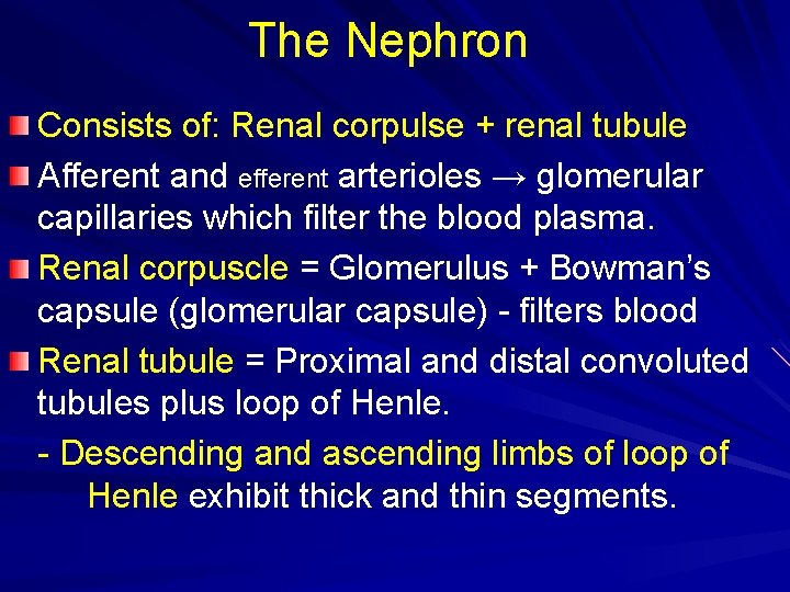 The Nephron Consists of: Renal corpulse + renal tubule Afferent and efferent arterioles →