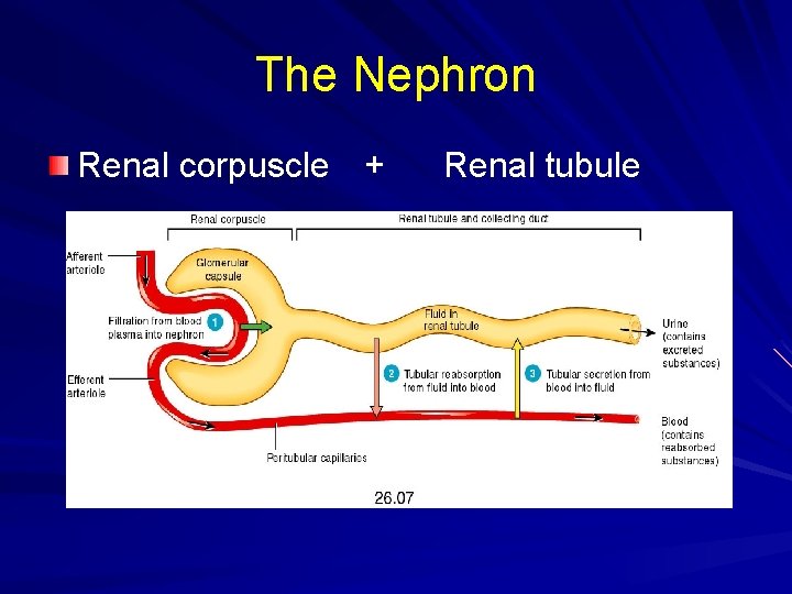 The Nephron Renal corpuscle + Renal tubule 