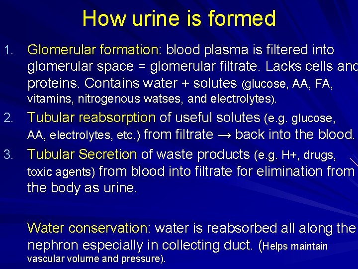 How urine is formed 1. Glomerular formation: blood plasma is filtered into glomerular space