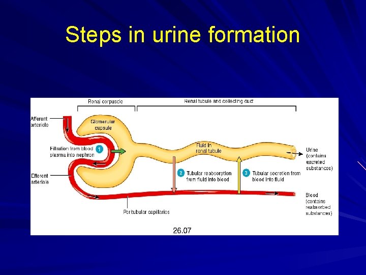 Steps in urine formation 