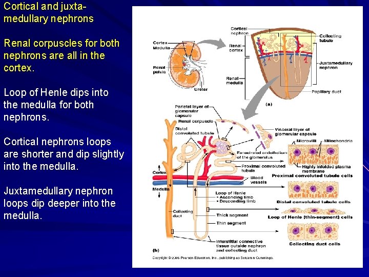 Cortical and juxtamedullary nephrons Renal corpuscles for both nephrons are all in the cortex.