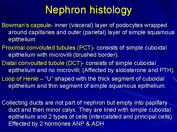 Nephron histology Bowman’s capsule- inner (visceral) layer of podocytes wrapped around capillaries and outer