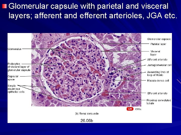 Glomerular capsule with parietal and visceral layers; afferent and efferent arterioles, JGA etc. 