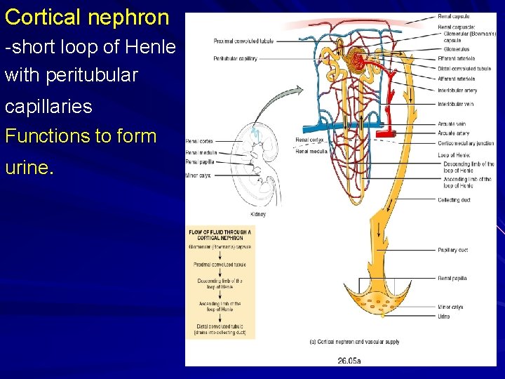 Cortical nephron -short loop of Henle with peritubular capillaries Functions to form urine. 