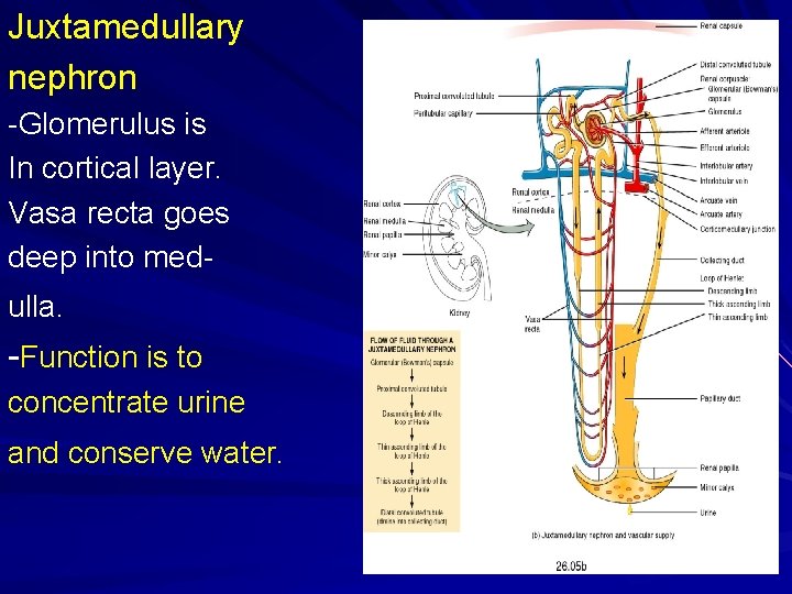 Juxtamedullary nephron -Glomerulus is In cortical layer. Vasa recta goes deep into medulla. -Function