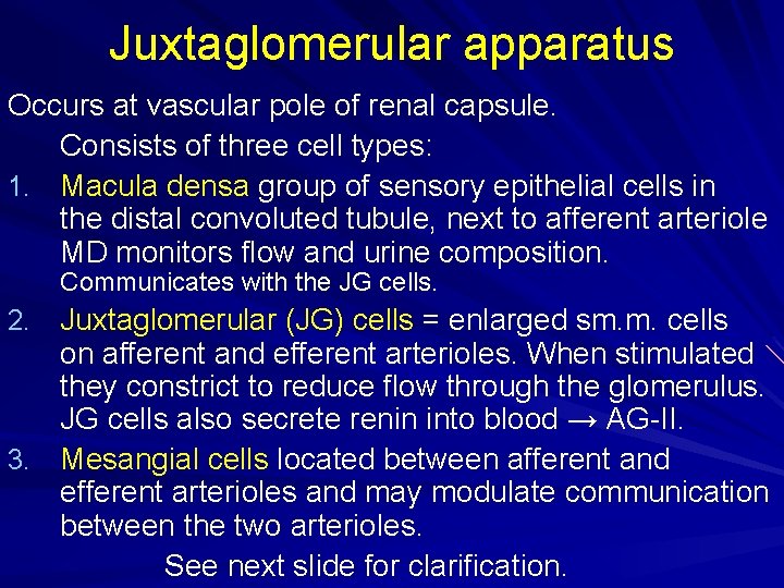 Juxtaglomerular apparatus Occurs at vascular pole of renal capsule. Consists of three cell types: