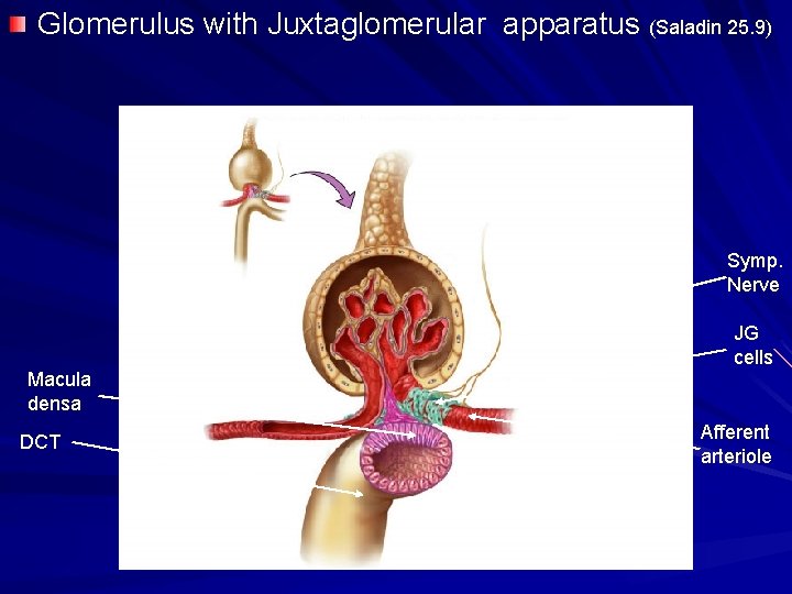 Glomerulus with Juxtaglomerular apparatus (Saladin 25. 9) Symp. Nerve JG cells Macula densa Afferent