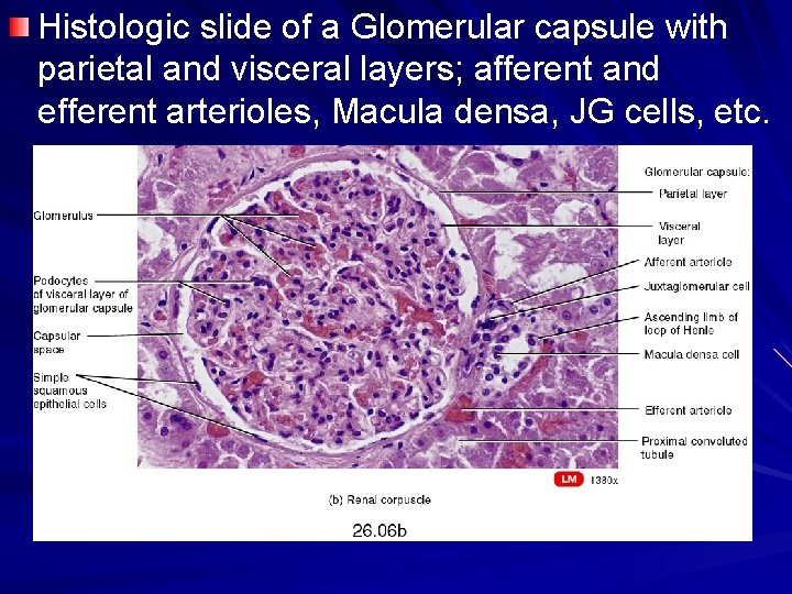 Histologic slide of a Glomerular capsule with parietal and visceral layers; afferent and efferent