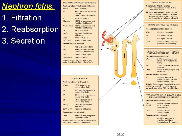 Nephron fctns. 1. Filtration 2. Reabsorption 3. Secretion 