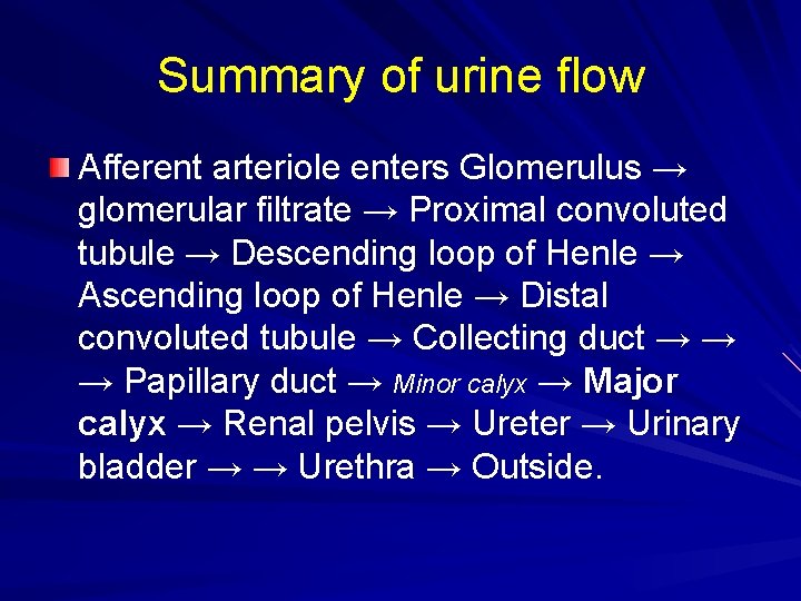 Summary of urine flow Afferent arteriole enters Glomerulus → glomerular filtrate → Proximal convoluted