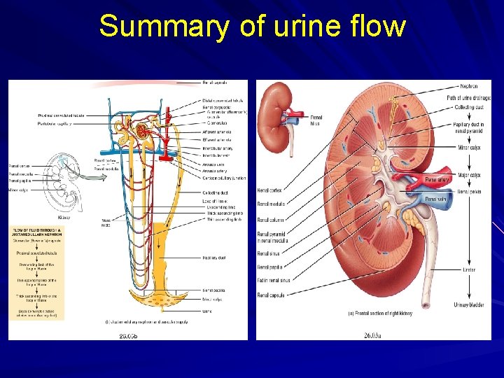 Summary of urine flow 