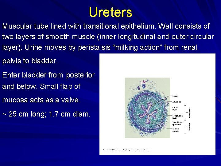 Ureters Muscular tube lined with transitional epithelium. Wall consists of two layers of smooth